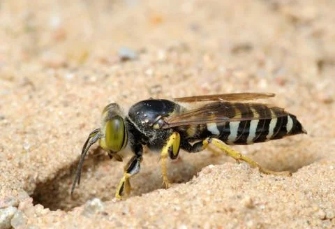 Wasp Bembex rostratus Stock Photos