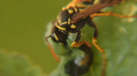 Wasp bites caterpillar Stock Footage 49660444