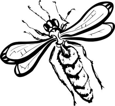 Wasp (black and white) Stock Illustration