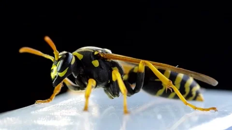 Wasp on a black background Stock Footage 146037520