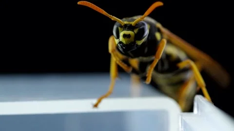 Wasp on a black background Stock Footage 146037543