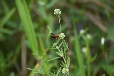 Wasp on a blade of grass Stock Photos