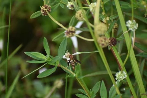 Wasp on a blade of grass Stock Photos