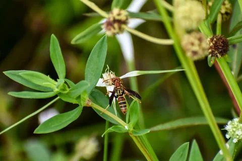 Wasp on a blade of grass Stock-Fotos