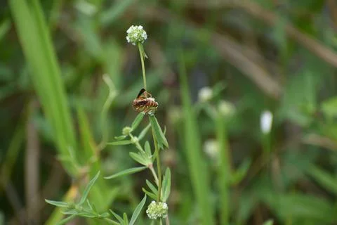 Wasp on a blade of grass Stock Photos