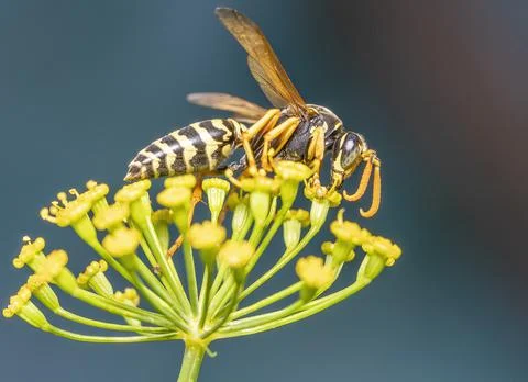Wasp in bloom Stock Photos