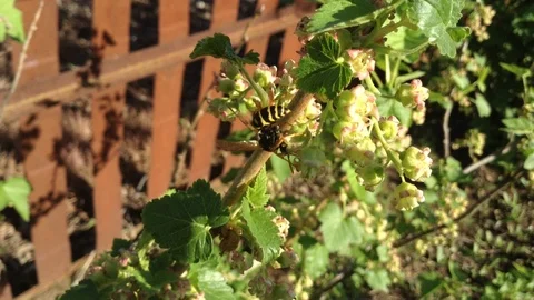 Wasp on Blooming Black Currant Ribes nigrum Bush On The Wind Close Up Stock Footage 90514515