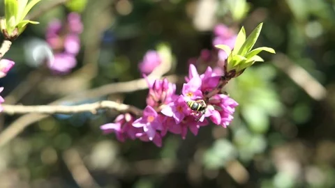 Wasp on a blooming daphne bush in springtime. Vídeo Stock 88478285