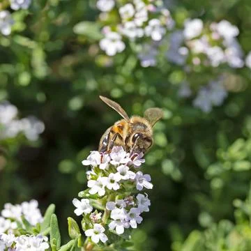 Wasp on a branch of blooming thyme Foto stock