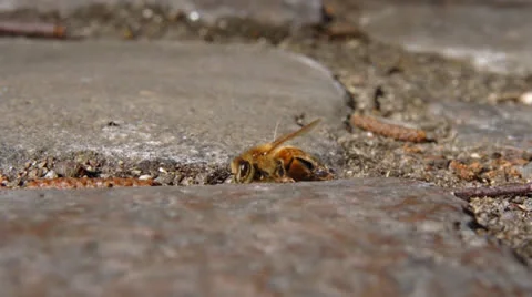Wasp on brick street Stock Footage 22929979