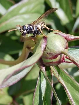 Wasp on a bud Stockfoto's