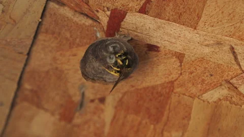 Wasp building its nest Video stock 140413176