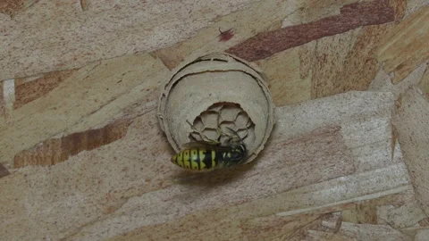 Wasp building its nest Video stock 155444180