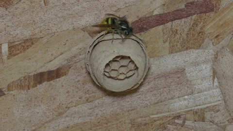 Wasp building its nest Video stock 155445217