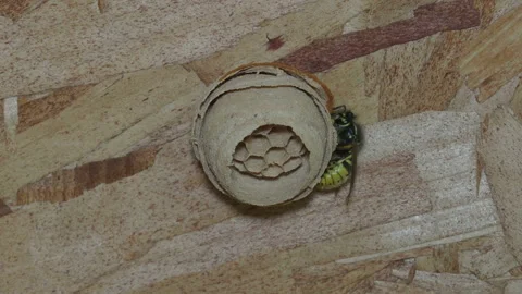 Wasp building its nest Video stock 155445413