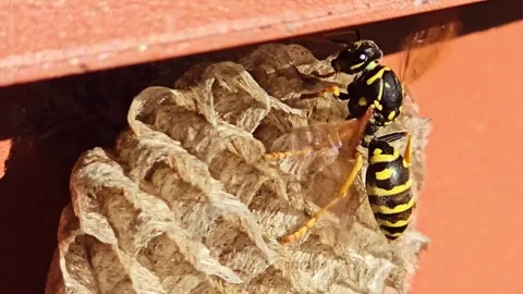 Wasp Building Nest Cell Macro Close Up Stock Footage 334789137