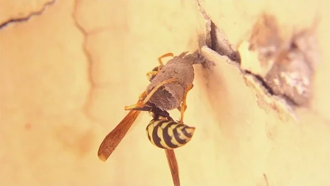 Wasp Building Nest Stock Footage 93483543
