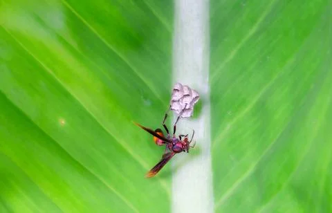 A wasp is building a nest on a leaf. Фото