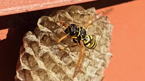 Wasp Building Nest Macro Close Up Stock Footage 334680647
