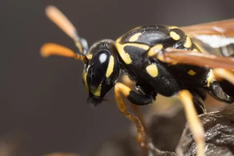 The wasp is building a nest Stock Photos