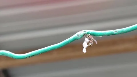 A wasp building a nest on a string. Видео 156332897