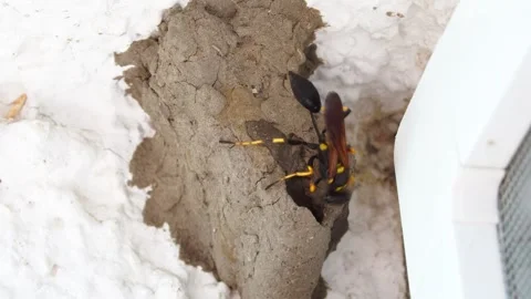 A wasp builds a nest out of mud. Sceliphron curvatum. Stock Footage 312470450