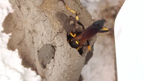 A wasp builds a nest out of mud. It buzzes and vibrates loudly. Stock Footage 312470469