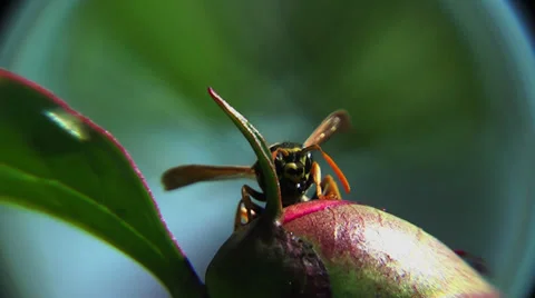 Wasp on burgeon macro Stock Footage 33883783