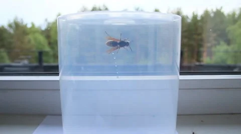 Wasp in captivity Stock Footage 7898768