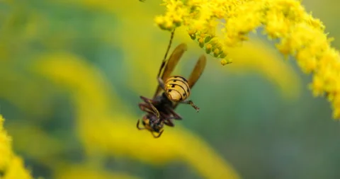 Wasp with a caught fly. Shooting macro. Stock Footage 206063446