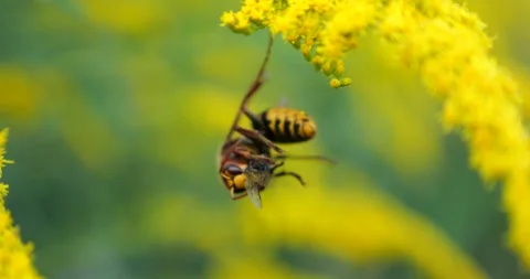 Wasp with a caught fly. Shooting macro. Stock Footage 206065171