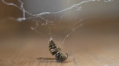 Wasp caught in a spider web (David versus Goliath) Timelapse 4:3 Video stock 63129528
