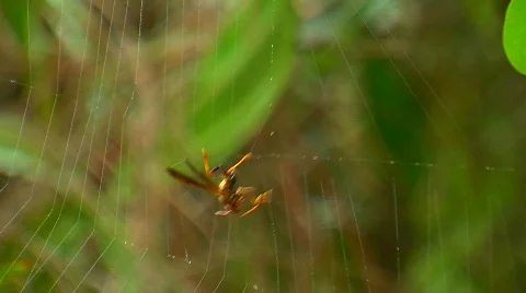 Wasp Caught on Spider Web Video stock 842423