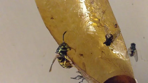 Wasp caught in a sticky Trap for Flies Close Up 2 Stock Footage 83284797
