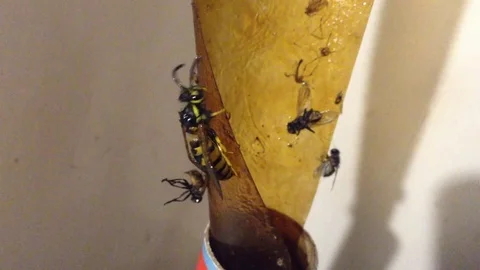 Wasp caught in a sticky Trap for Flies Close Up Stock Footage 83284805