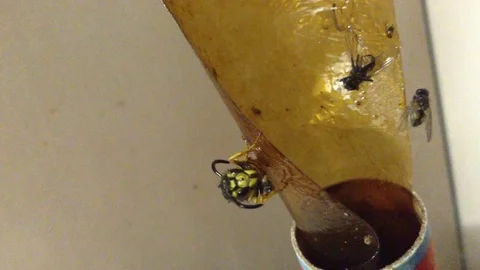 Wasp caught in Trap for Flies Close Up Stock Footage 83284783