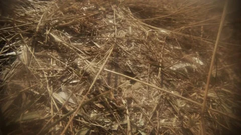Wasp Change the Location of the Dry Grass Around the Entrance to Its Hideout Stock Footage 60445714