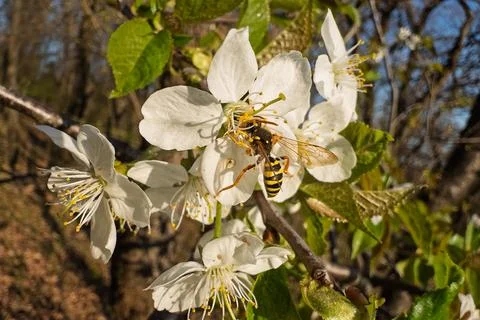 Wasp on Cherry Blossoms Stock Photos