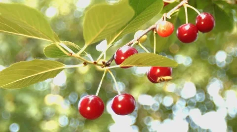 Wasp on a cherry. Slow motion. Close-up. Stock Footage