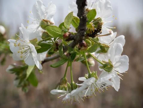 Wasp on cherry tree Stock Photos
