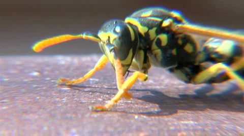 Wasp clean itself Stock-Footage 503930