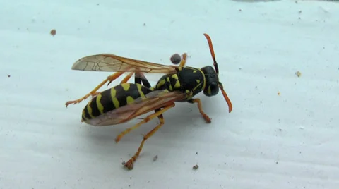 Wasp cleaning body Stock Footage 33791890