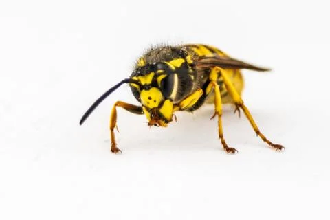 Wasp cleaning front legs Fotos Stock