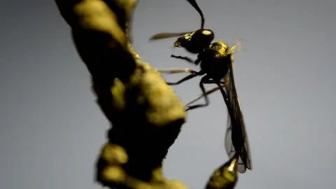 Wasp cleaning itself Stock Footage 139471083