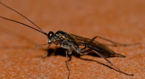 Wasp cleaning itself. Stock Photos