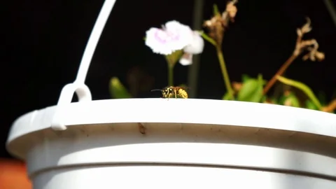Wasp cleans itself and crawls around Stock Footage 118083081