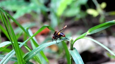 Wasp climbing a blade of grass Stock Footage 55614842