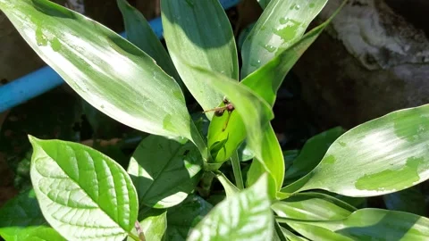 The wasp climbs a small tree in circles Stock Footage 260451852