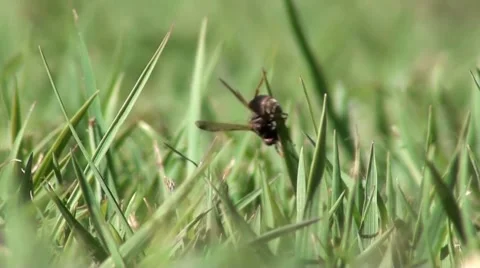 Wasp up close Stock Footage 8717487