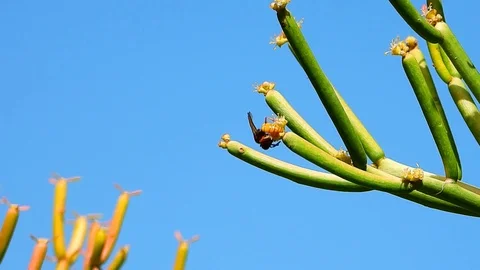 Wasp Close Up Stock Footage 97416152
